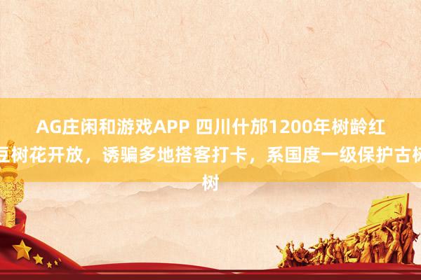 AG庄闲和游戏APP 四川什邡1200年树龄红豆树花开放，诱骗多地搭客打卡，系国度一级保护古树